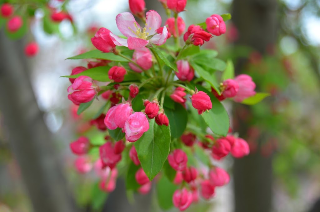 D.C. Cherry Blossoms